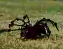Attack Of The Spider-Dog!
